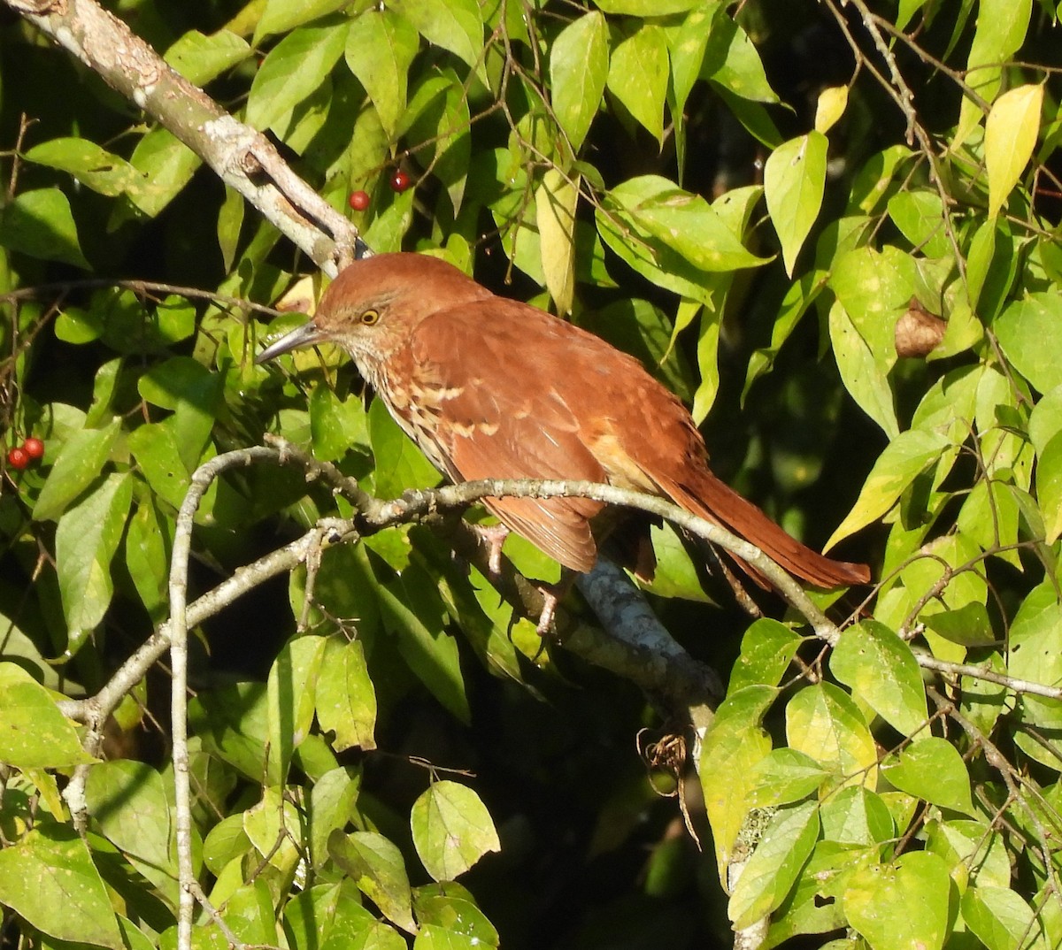 Brown Thrasher - ML642507376