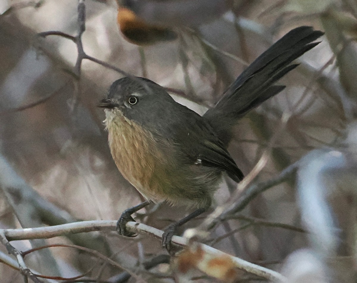 Wrentit - ML642507400