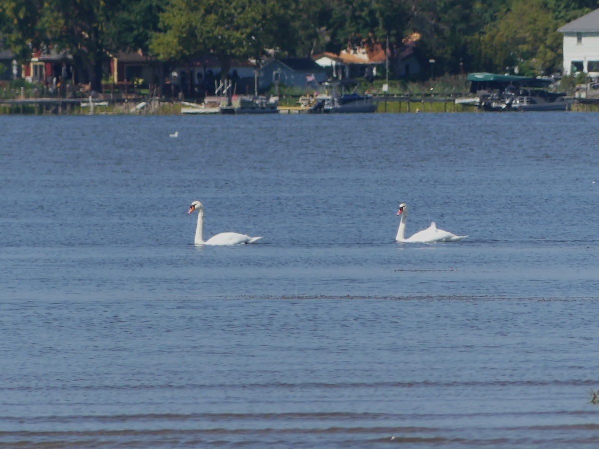 Mute Swan - ML642507402