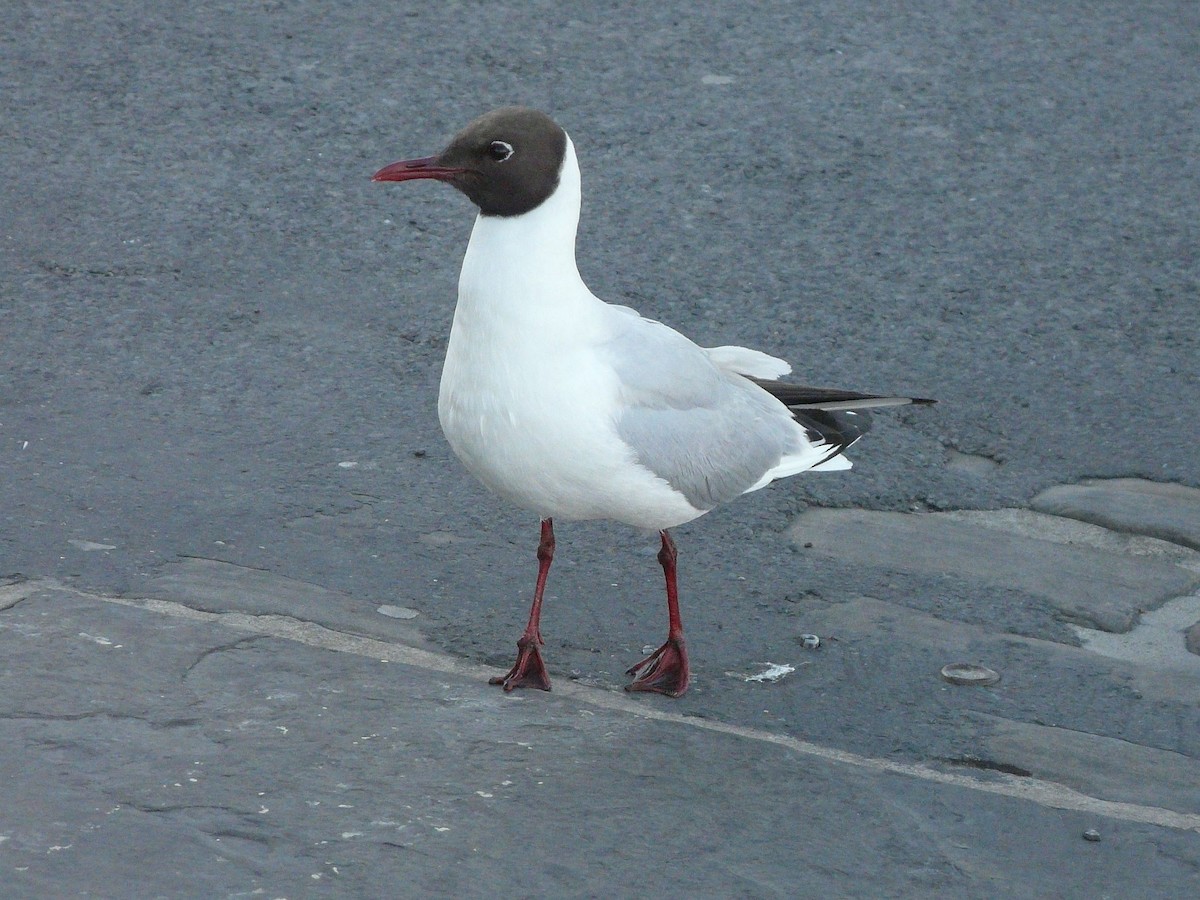 racek chechtavý - ML642507407
