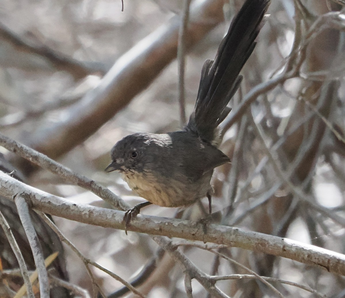 Wrentit - ML642507410