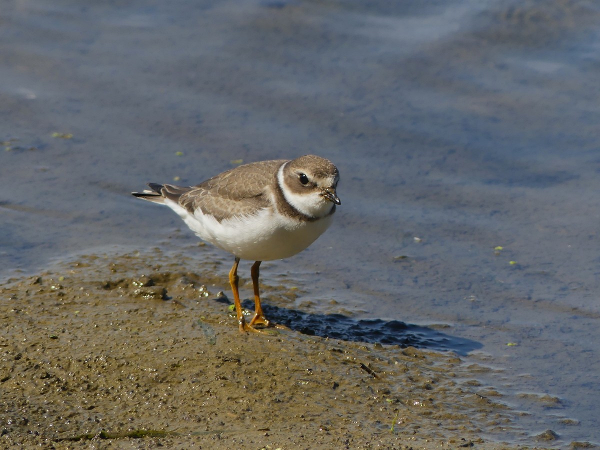 Semipalmated Plover - ML642507418