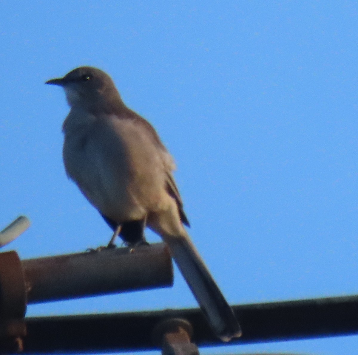 Northern Mockingbird - ML642507419