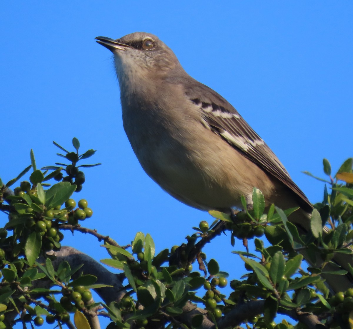 Northern Mockingbird - ML642507420