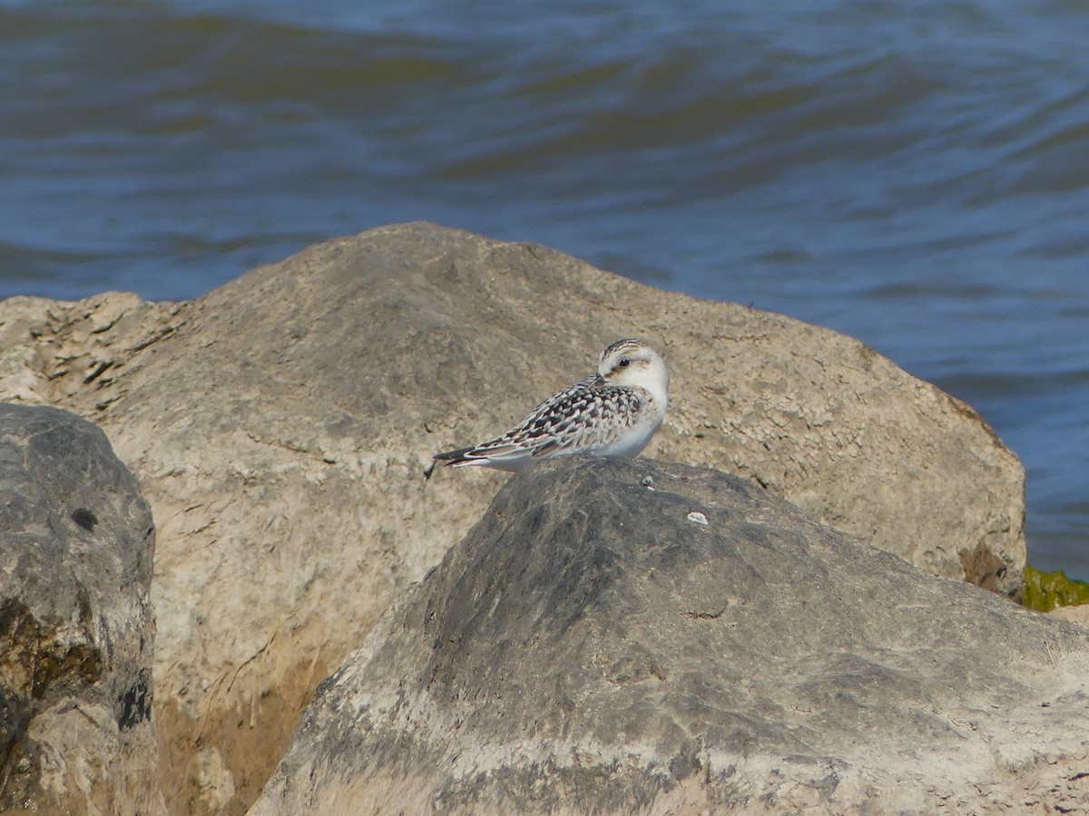 Sanderling - ML642507430