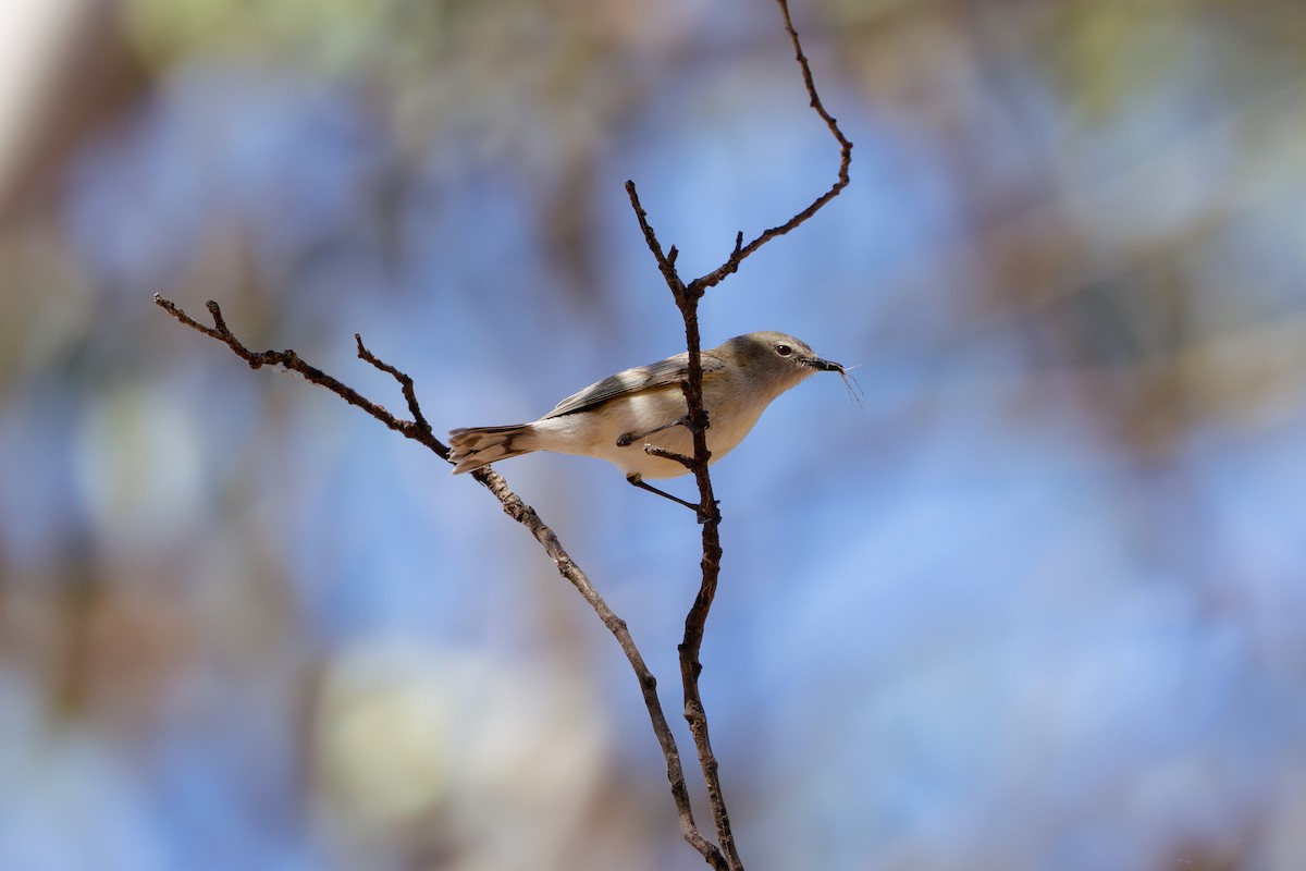 Western Gerygone - ML642507431