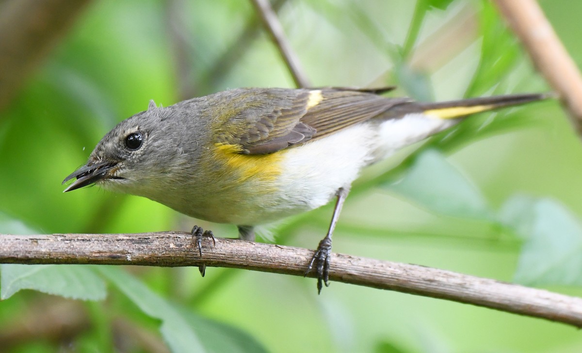 American Redstart - ML642507433