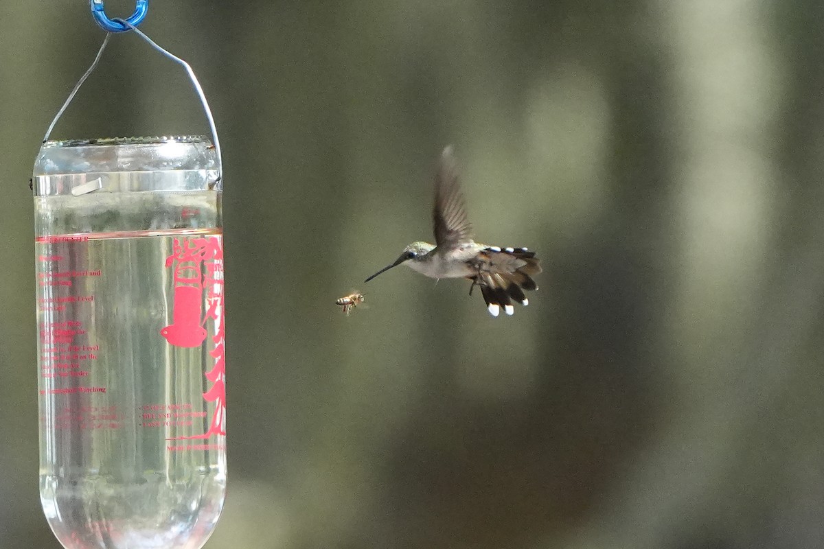 Ruby-throated Hummingbird - ML642507434