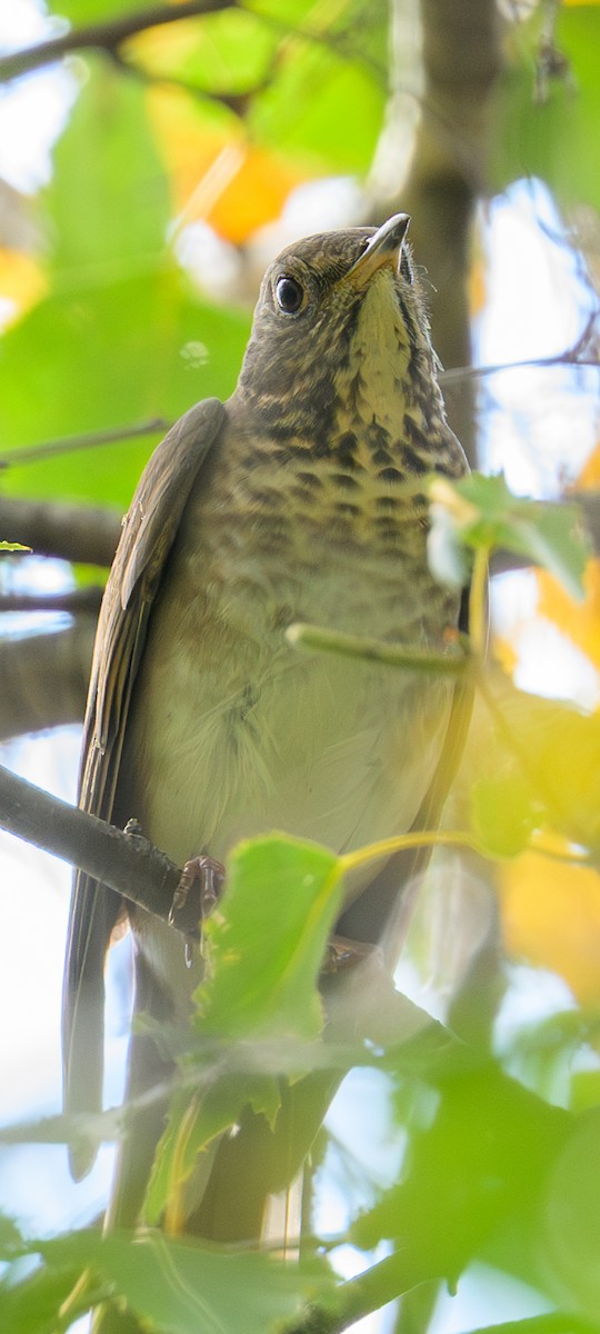 Gray-cheeked Thrush - ML642507463