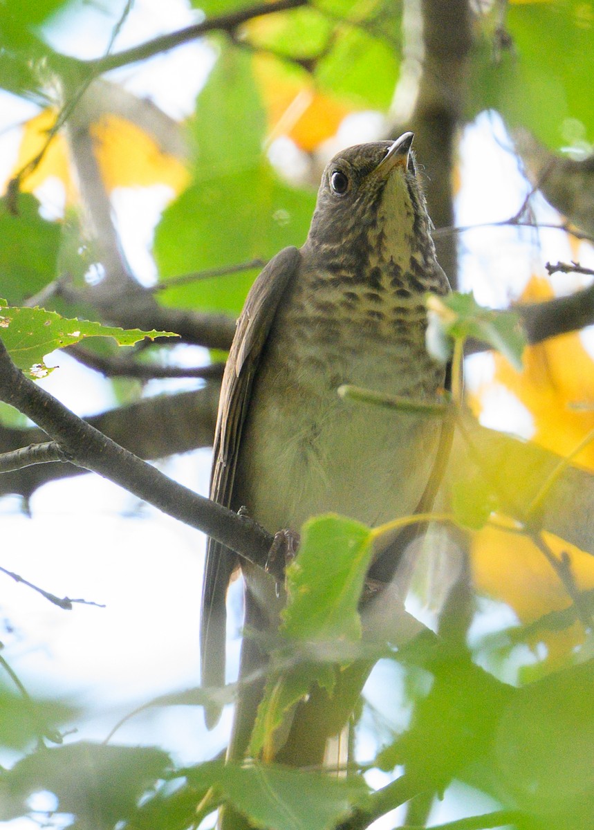 Gray-cheeked Thrush - ML642507464