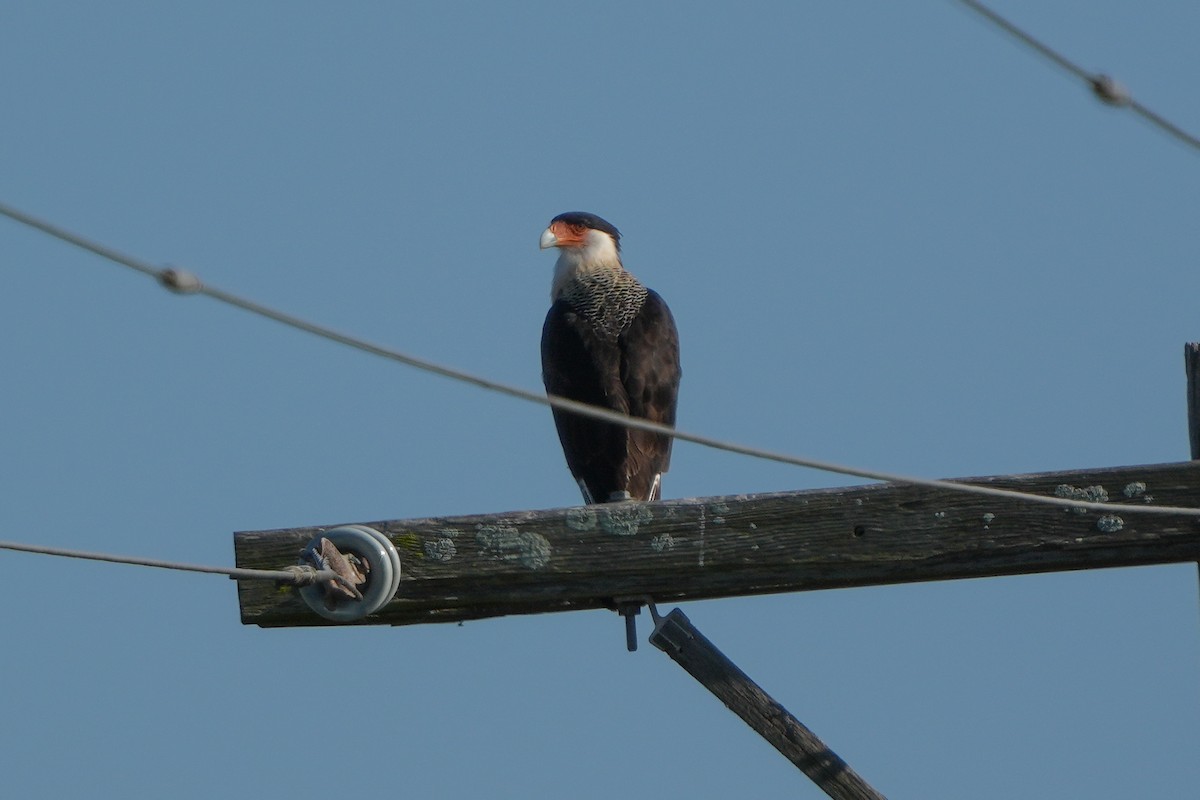Crested Caracara - ML642507467