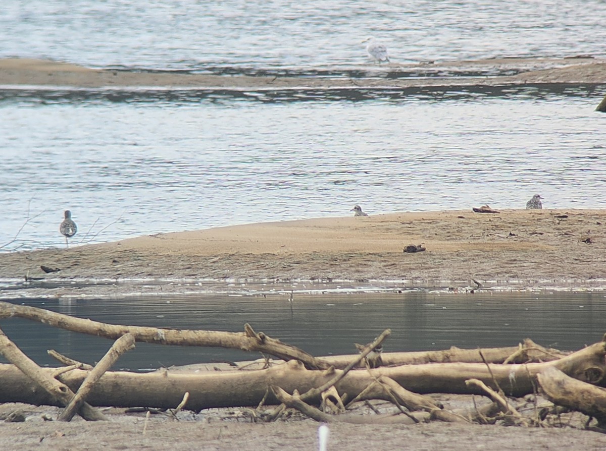 American Golden-Plover - ML642507470