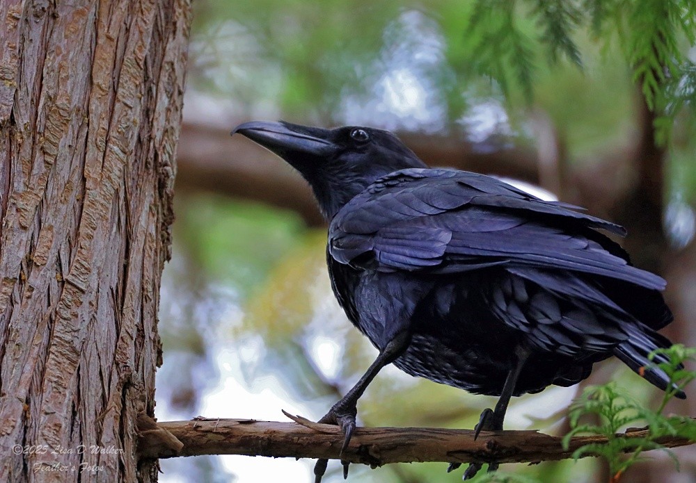 Common Raven - ML642507478