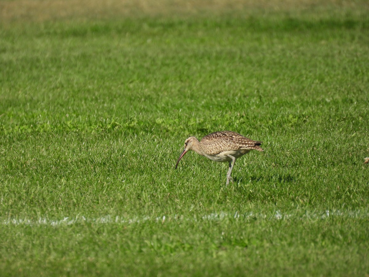 Hudsonian Whimbrel - ML642507480