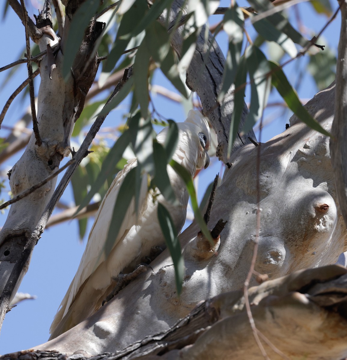 Little Corella - ML642507481