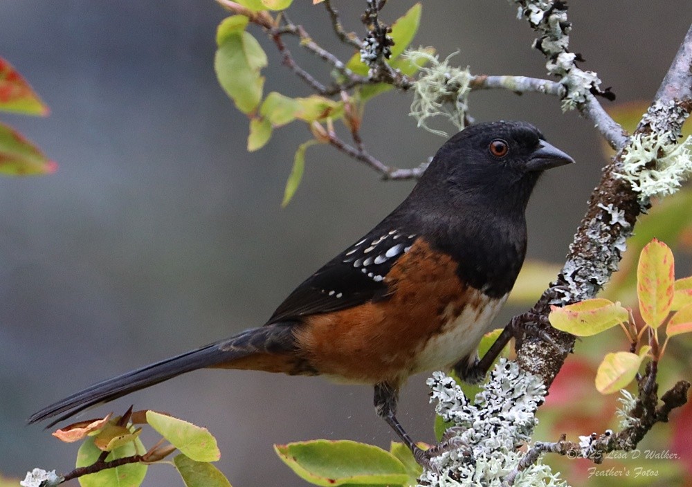 Spotted Towhee - ML642507485