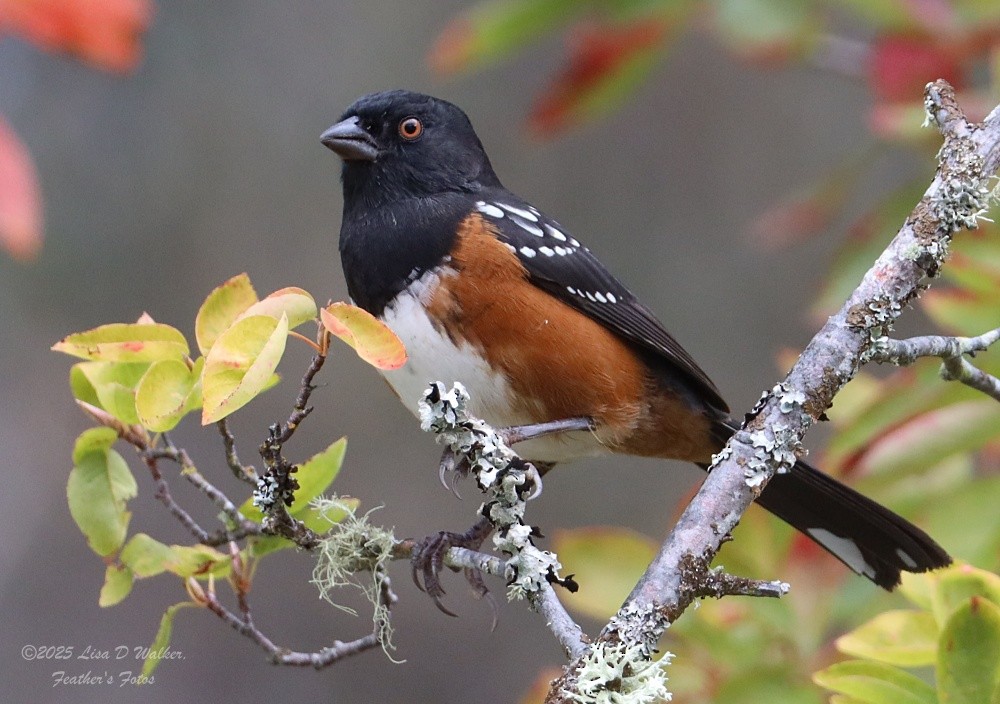 Spotted Towhee - ML642507486
