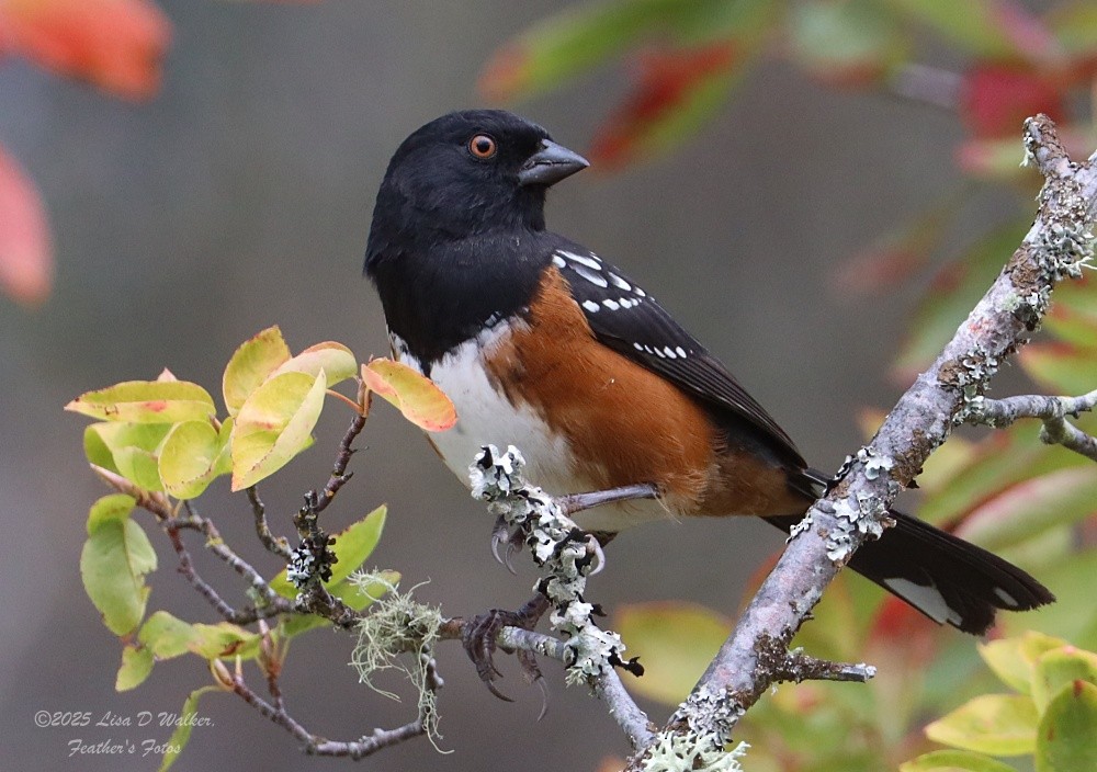 Spotted Towhee - ML642507487