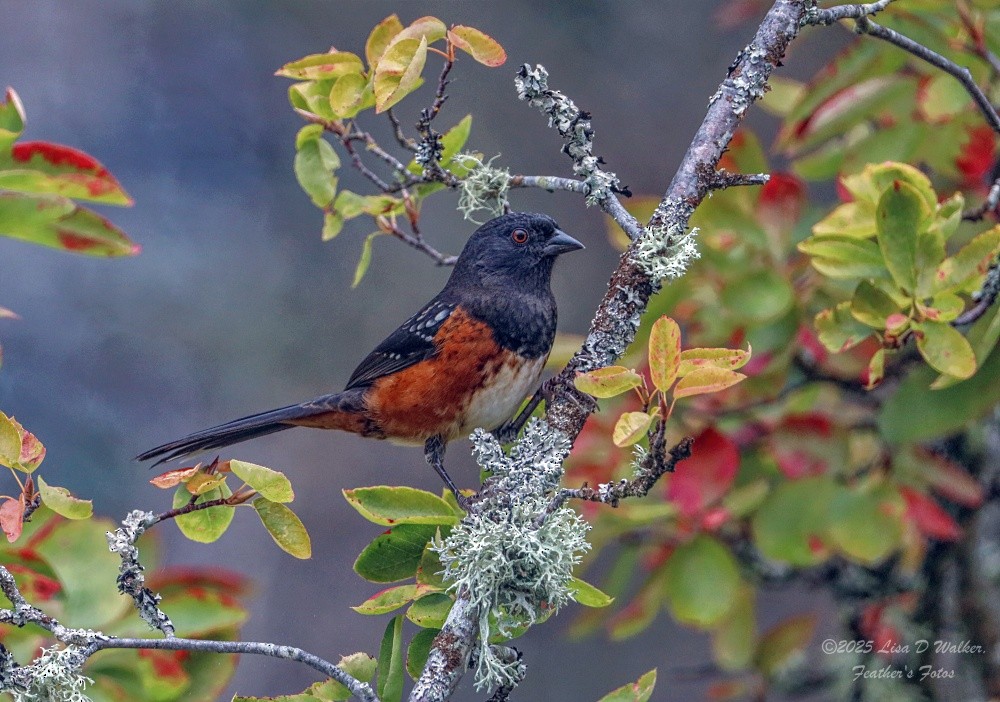 Spotted Towhee - ML642507488