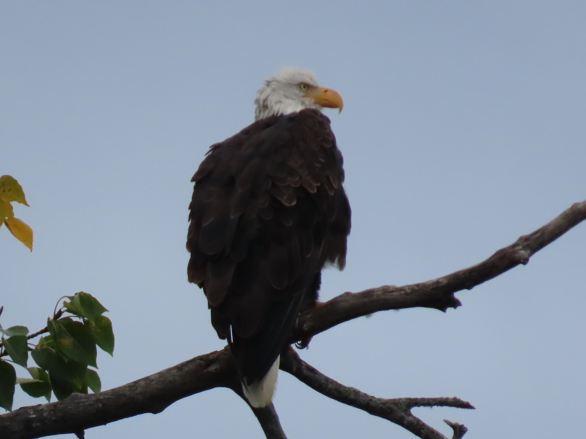 Bald Eagle - ML642507493