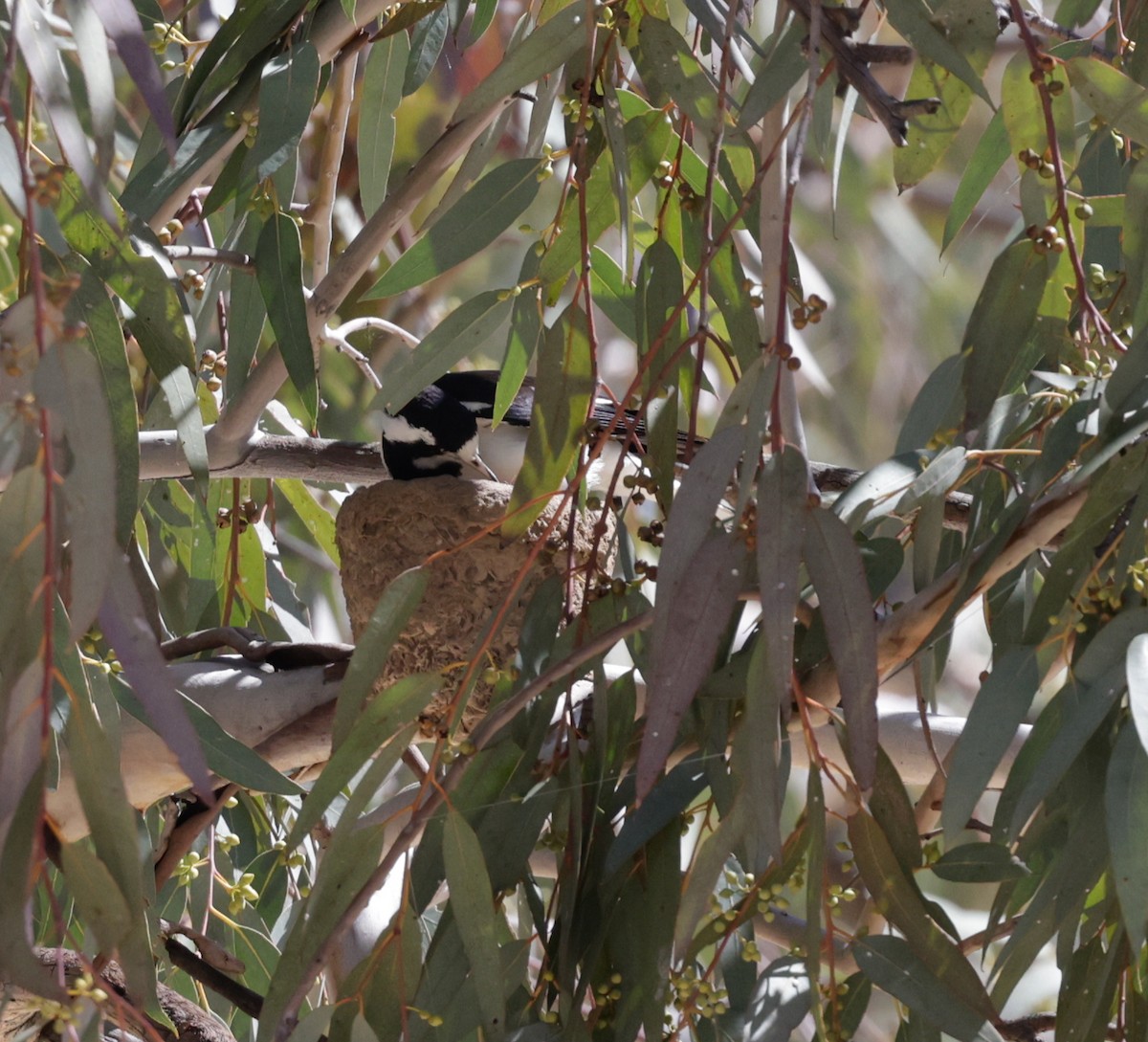 Magpie-lark - ML642507494