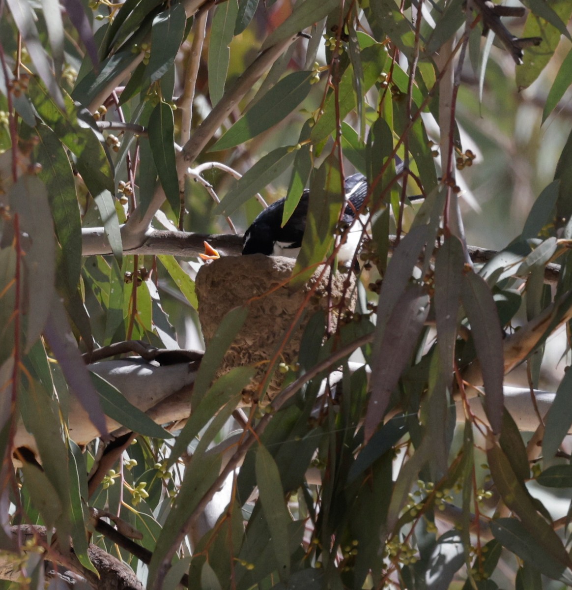 Magpie-lark - ML642507495
