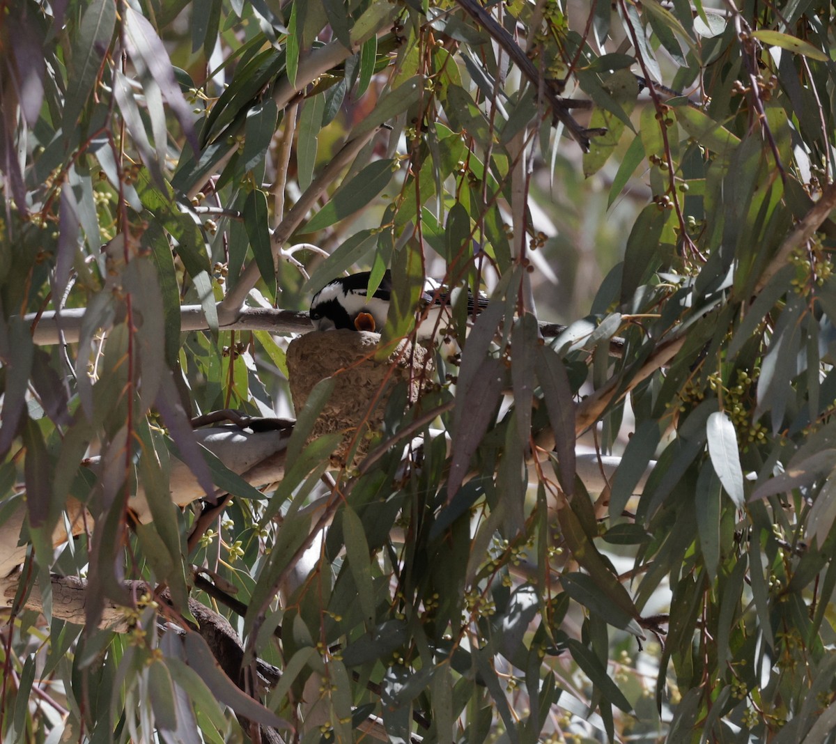 Magpie-lark - ML642507496