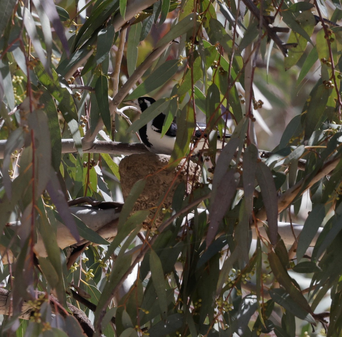 Magpie-lark - ML642507497