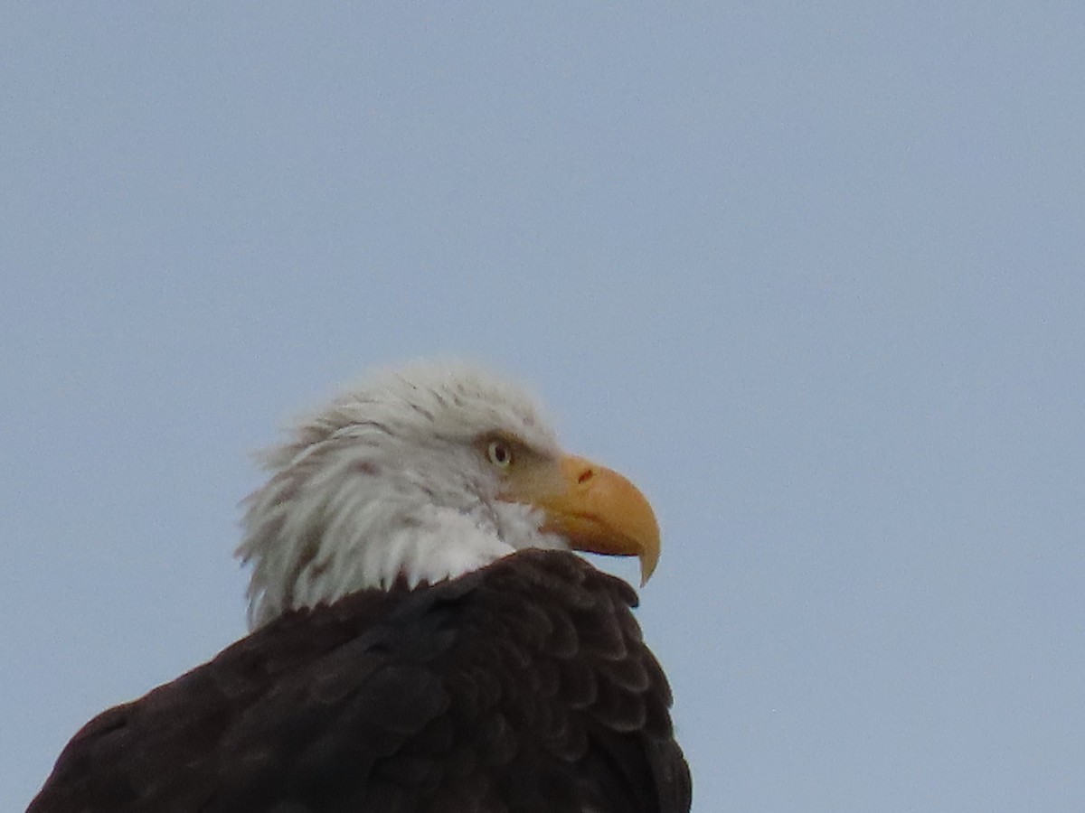 Bald Eagle - ML642507506