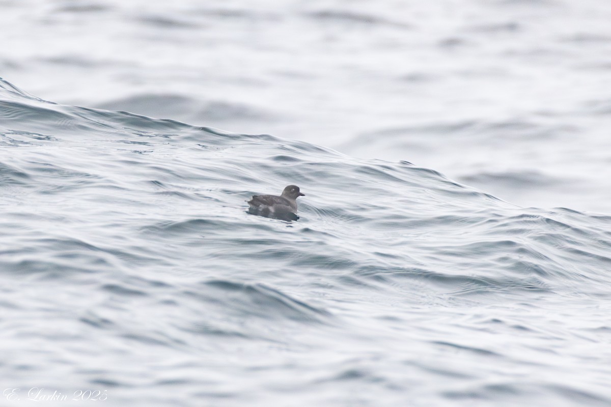 Cassin's Auklet - ML642507516