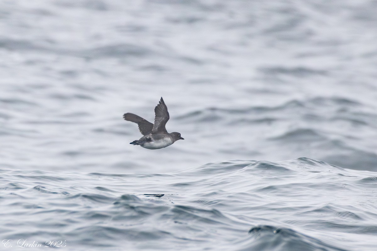 Cassin's Auklet - ML642507517