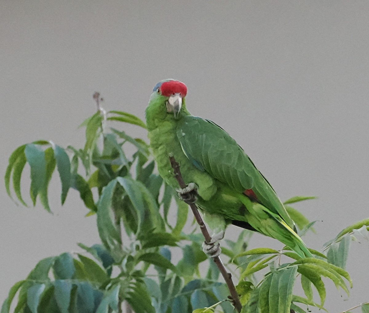Red-crowned Amazon - ML642507525