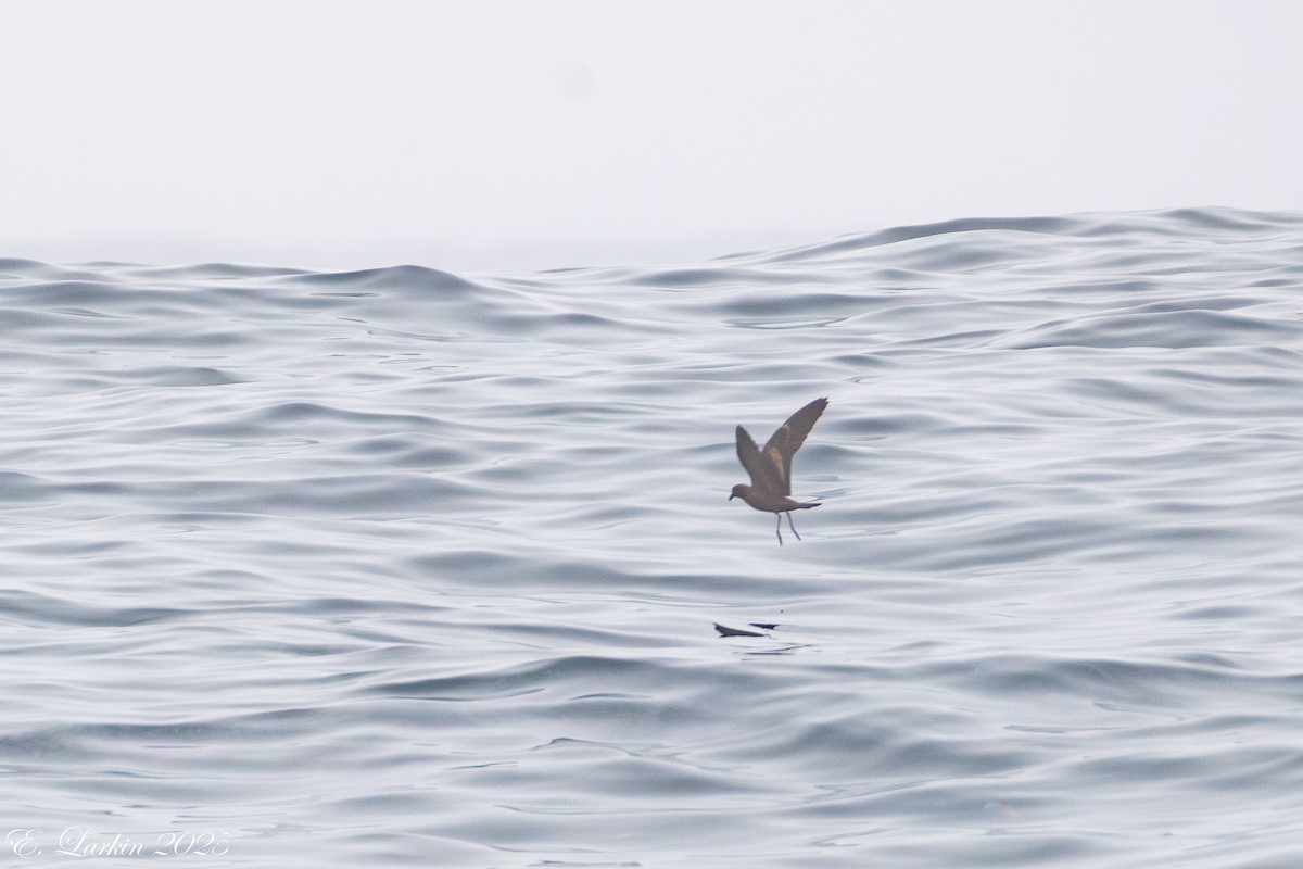 Black Storm-Petrel - ML642507526