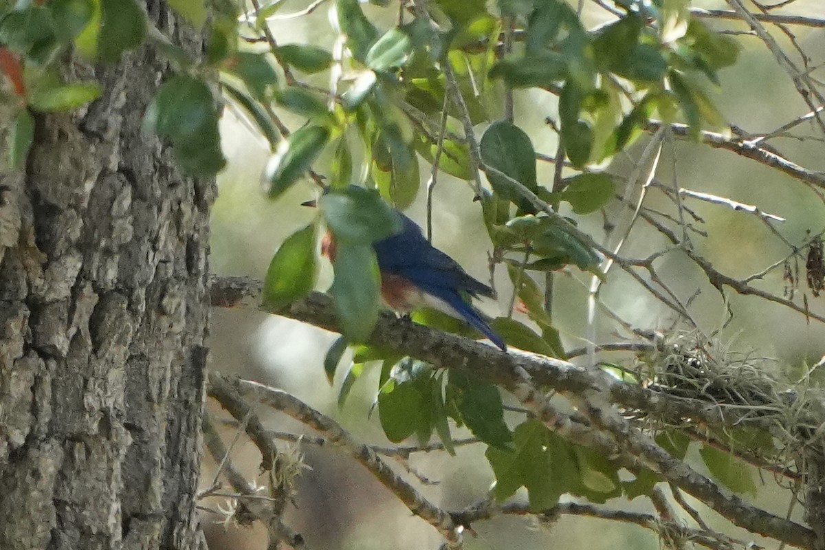 Eastern Bluebird - ML642507530