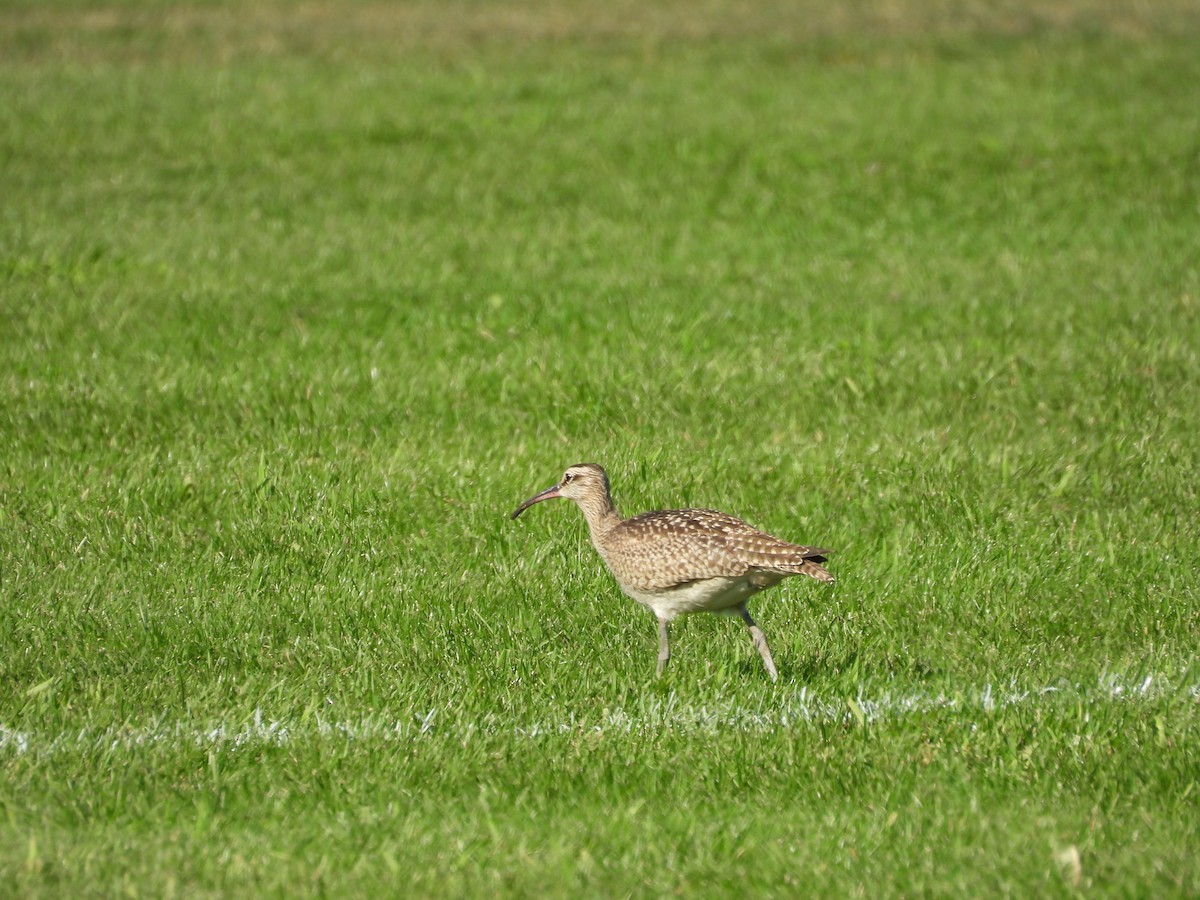 Hudsonian Whimbrel - ML642507533