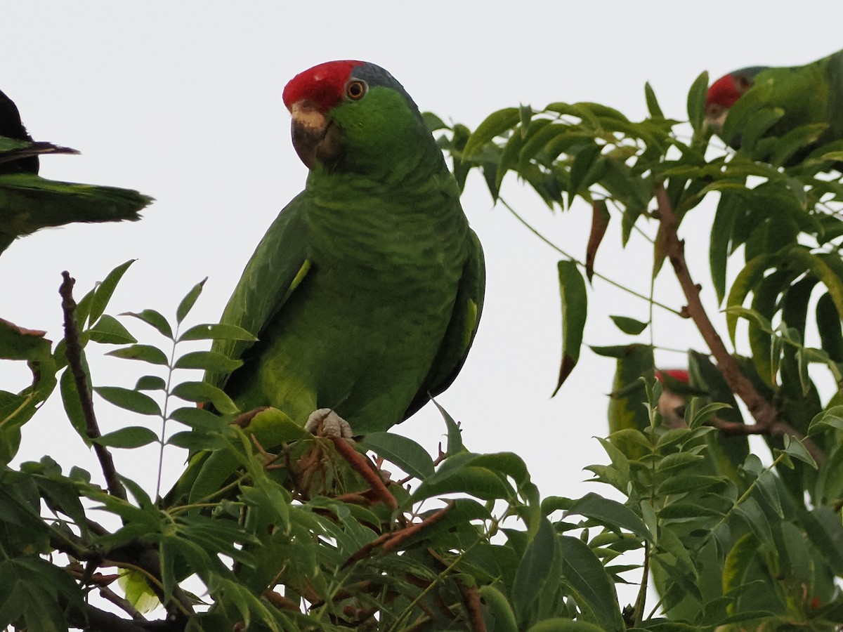 Red-crowned Amazon - ML642507534