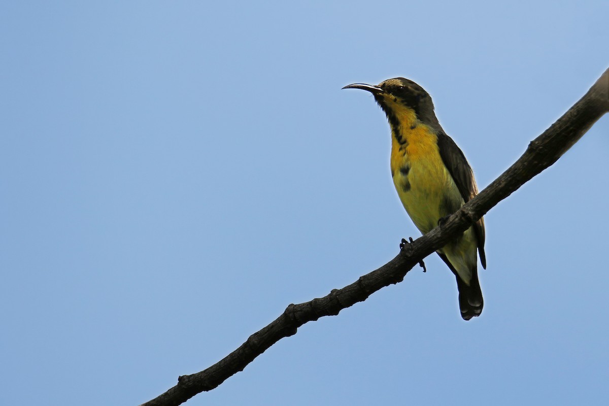 Purple Sunbird - ML642507535