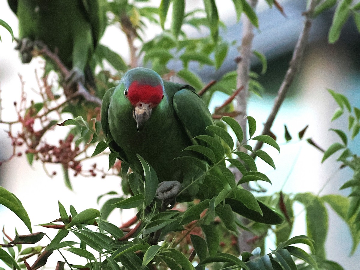 Red-crowned Amazon - ML642507550
