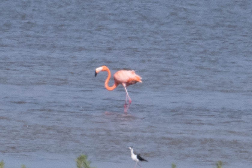 American Flamingo - ML642507554