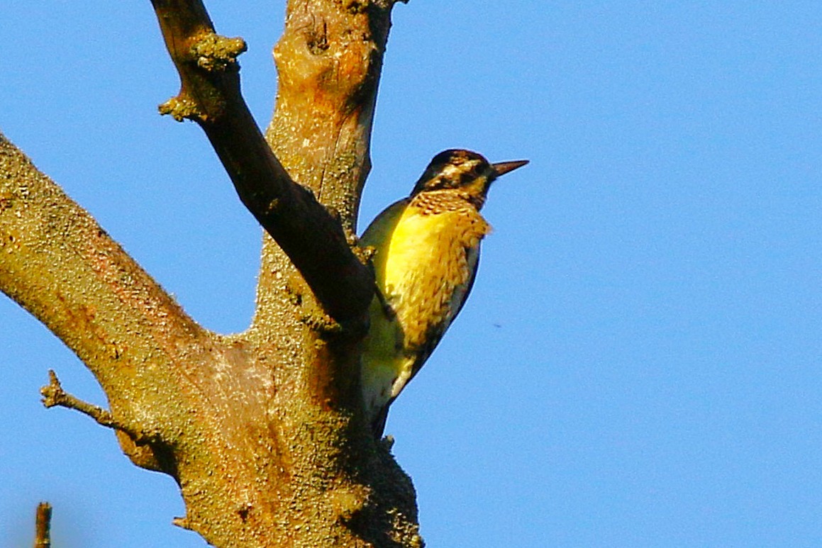 Yellow-bellied Sapsucker - ML642507558