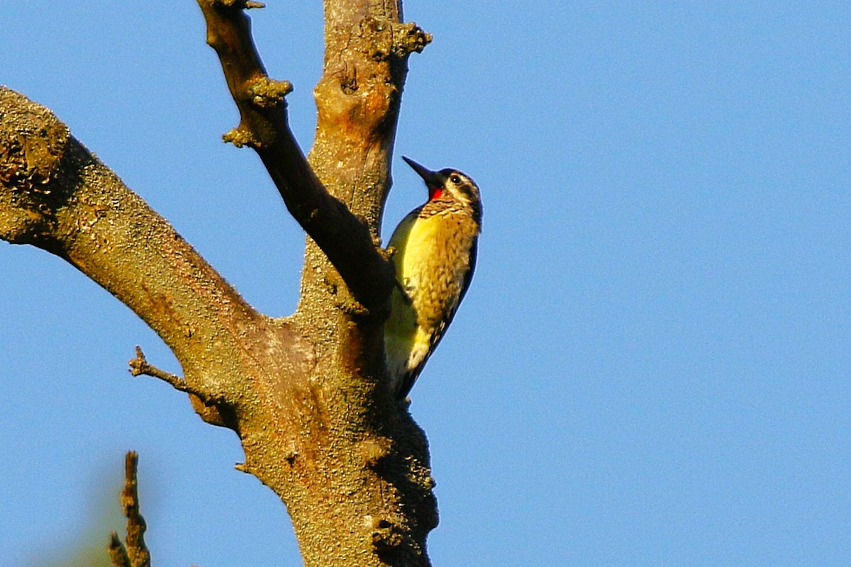 Yellow-bellied Sapsucker - ML642507559