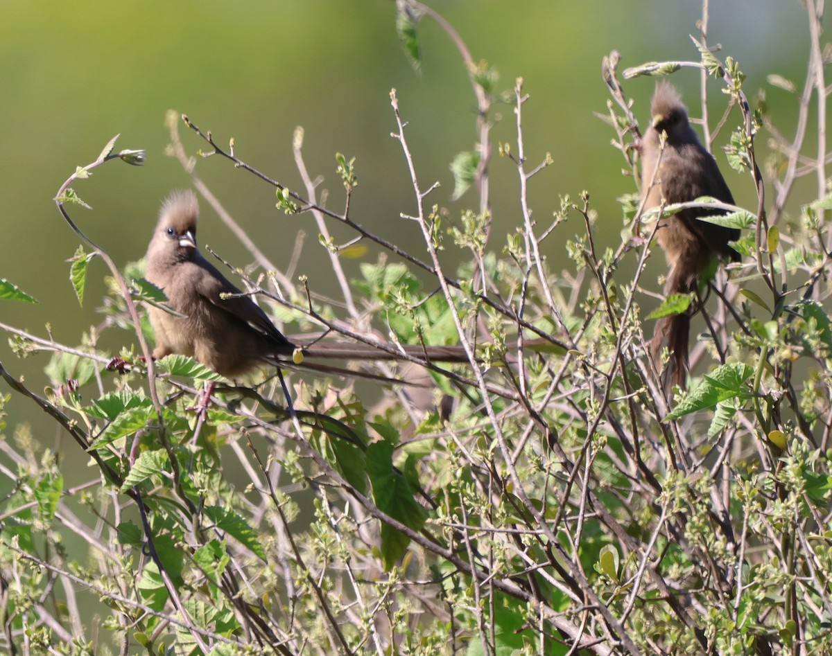 Speckled Mousebird - ML642507564