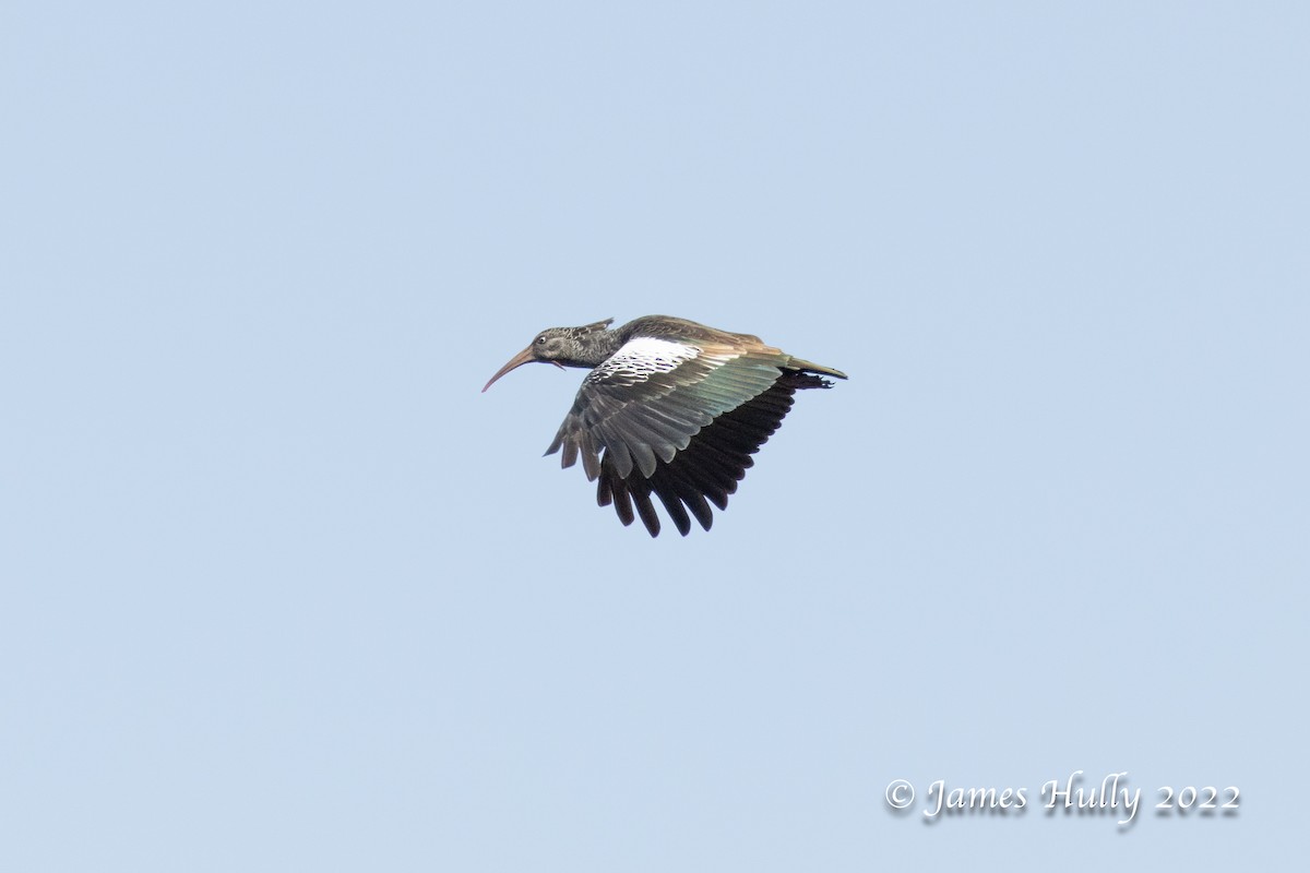 Wattled Ibis - ML642507571
