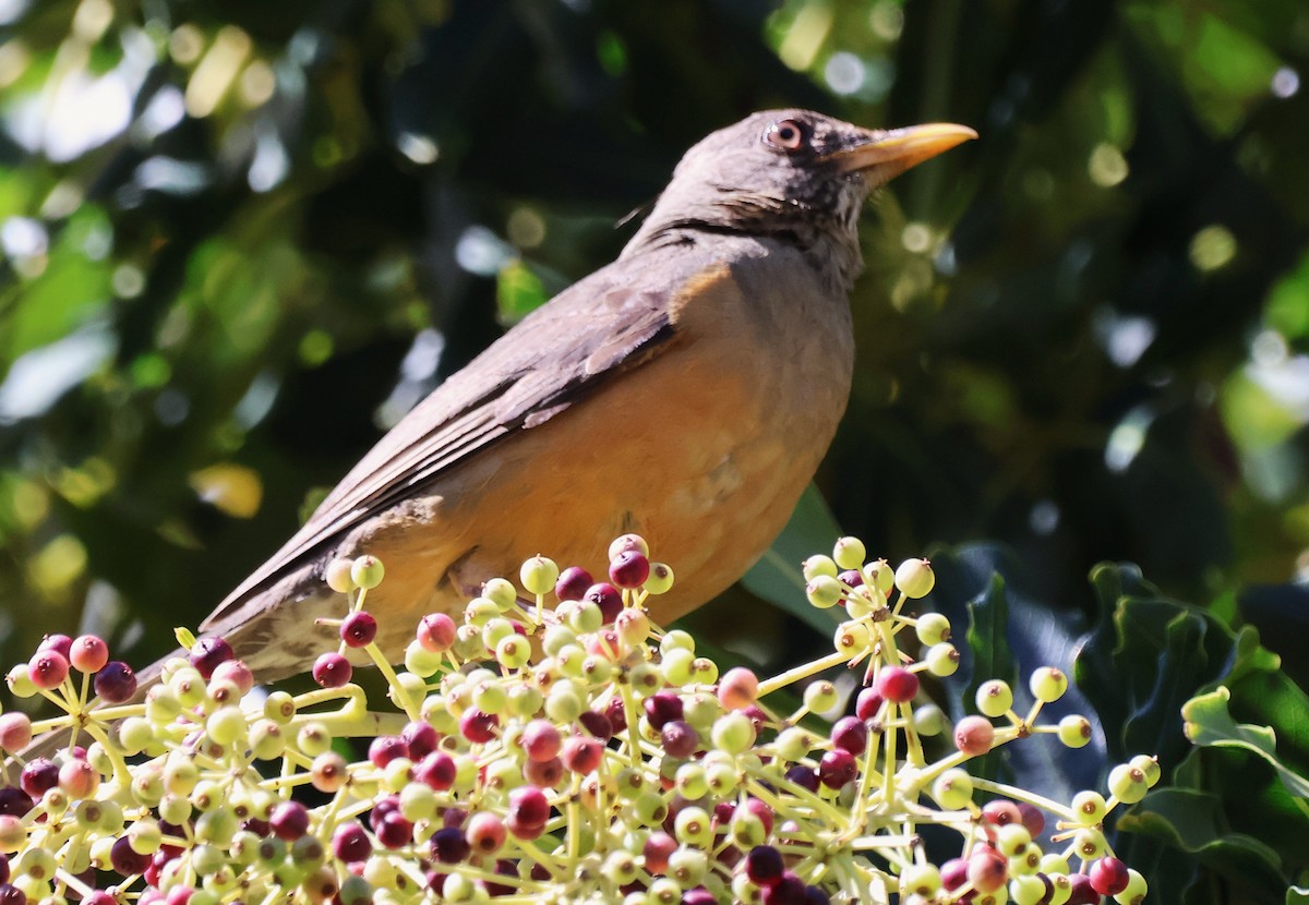 Olive Thrush - ML642507590
