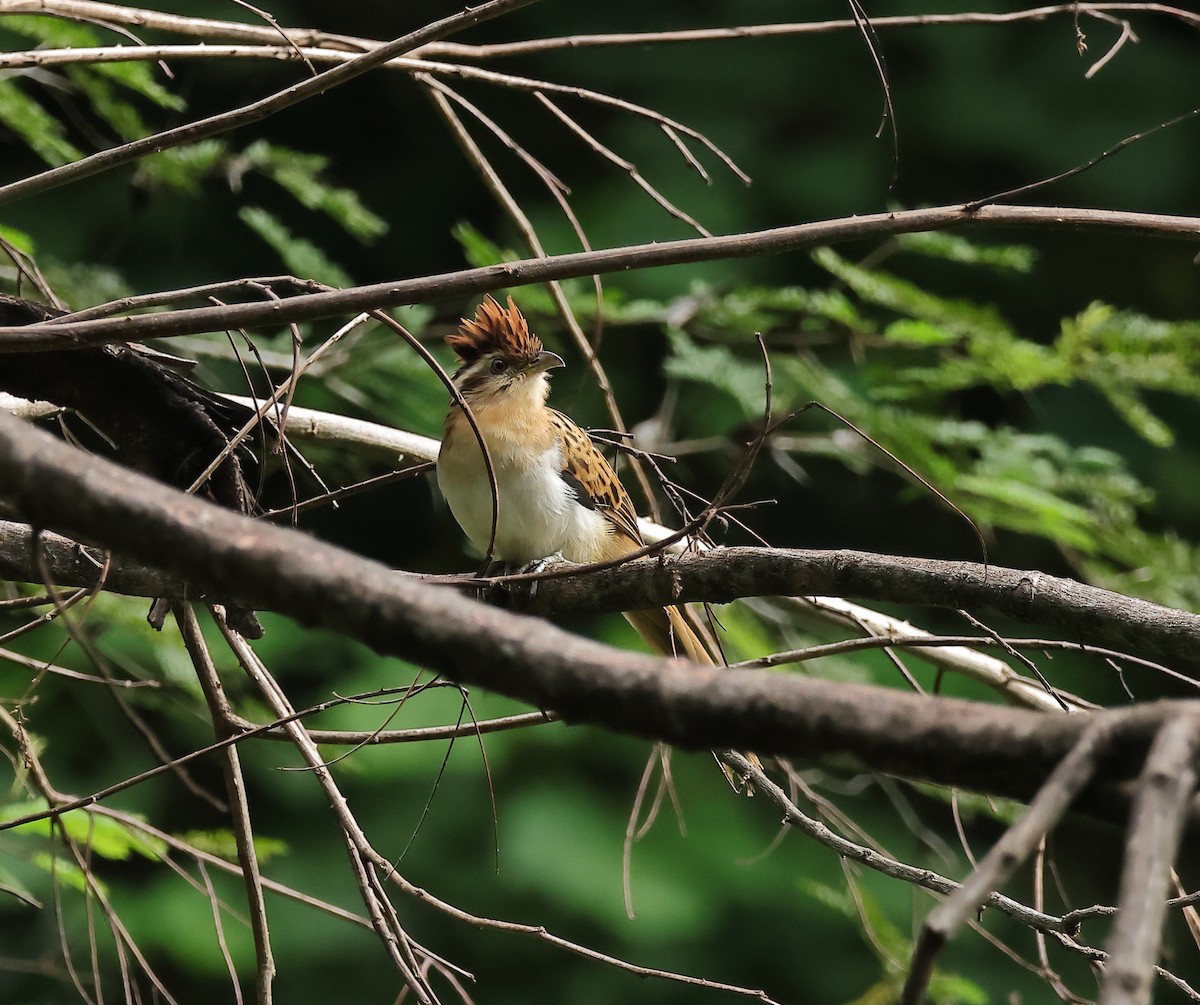Striped Cuckoo - ML642507598