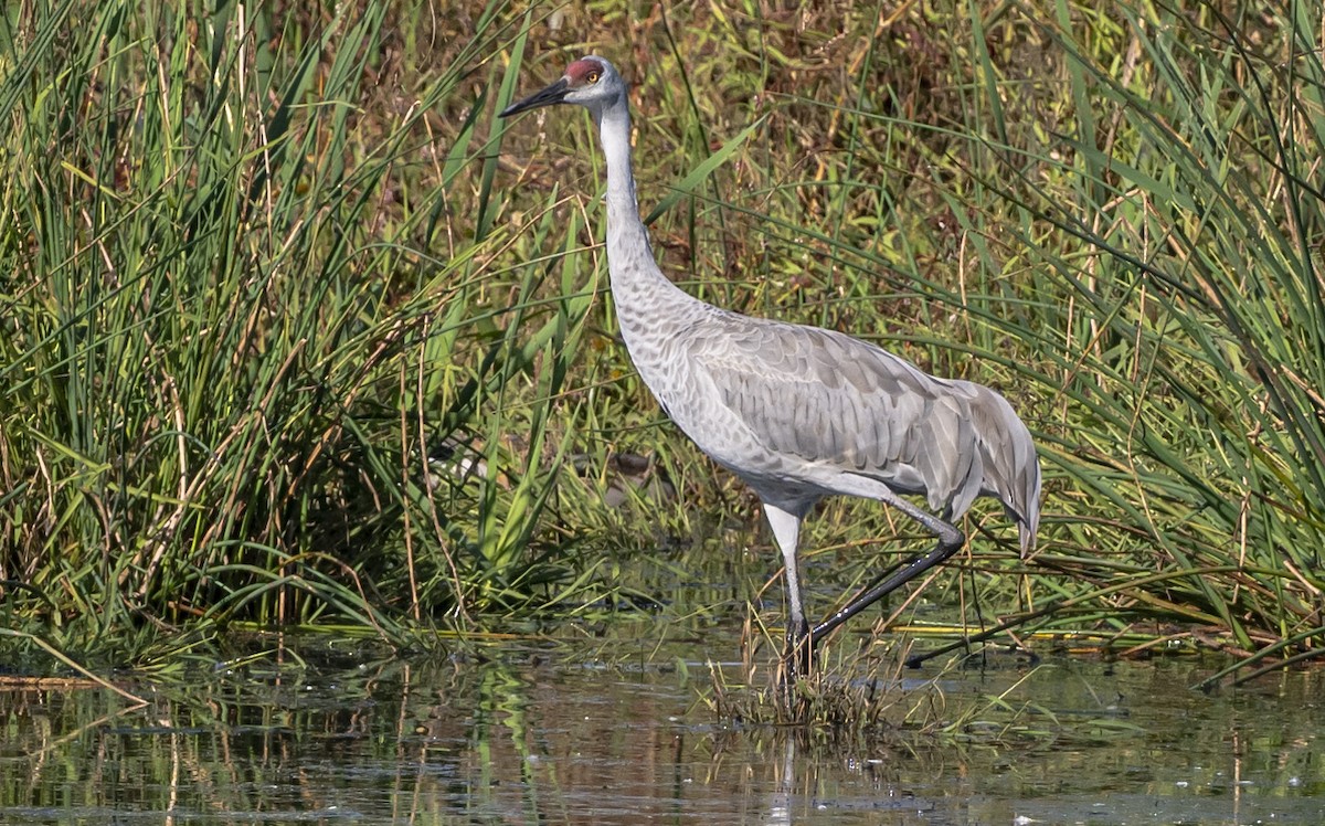 Sandhill Crane - ML642507612