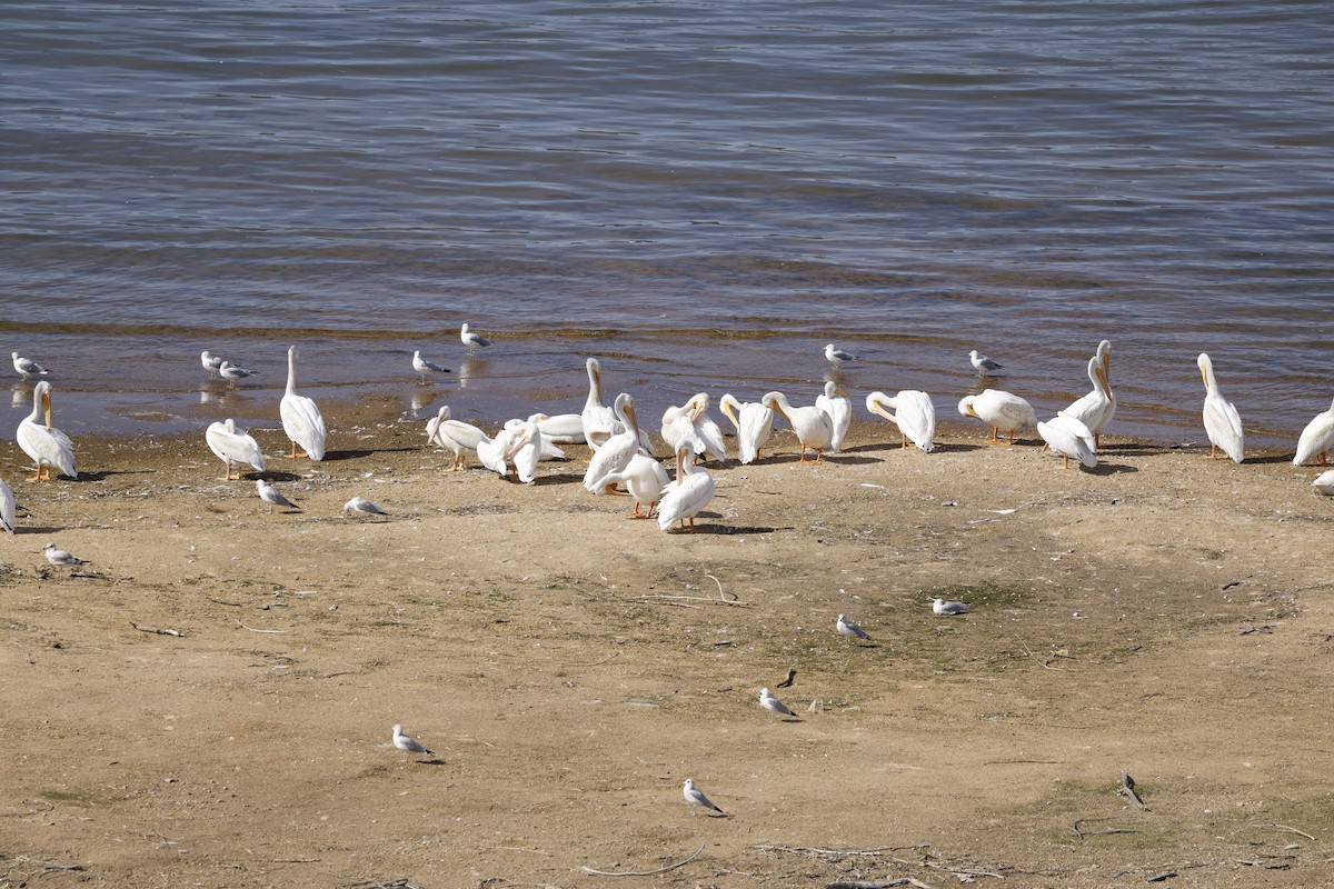 American White Pelican - ML642507615