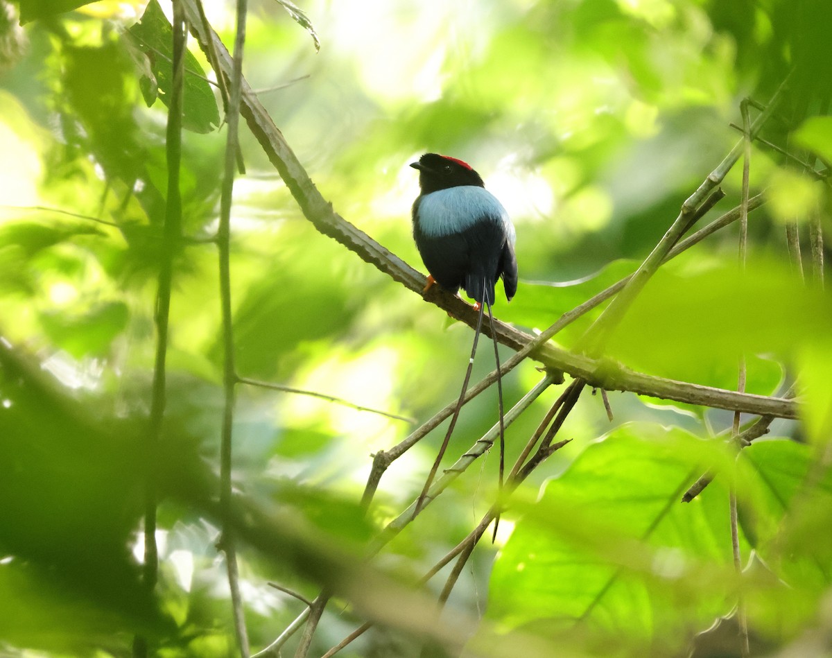 Long-tailed Manakin - ML642507623