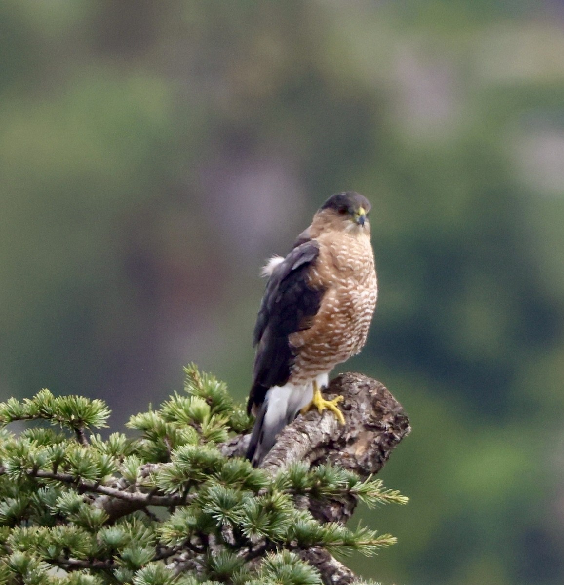 Cooper's Hawk - ML642507625