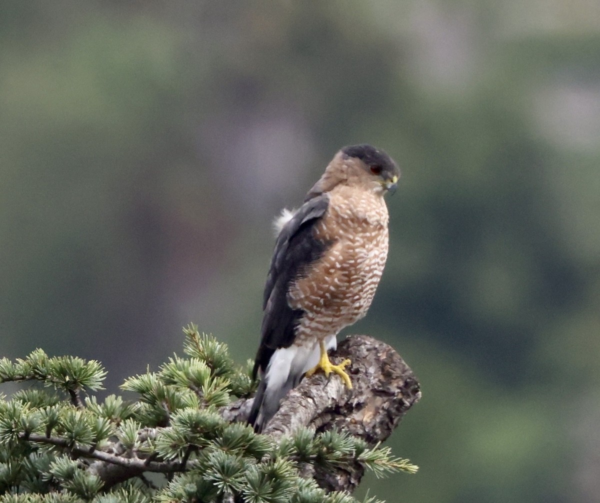 Cooper's Hawk - ML642507626